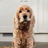 The Darwin - Custom Pet Impression Necklace in Solid Gold